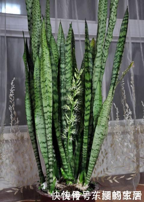 养虎皮兰时，盆里加2种东西，30天钻出钢芽，侧芽嗖嗖