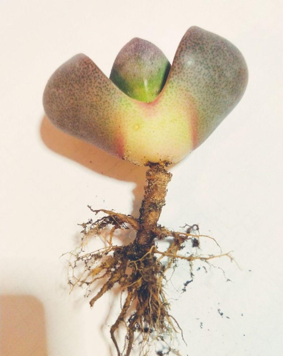 养多肉不会选盆?3个方法,教你一次选对花盆