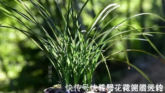 兰叶|怎么判断兰花缺少氮磷钾?学会这三招,养不好兰花都难