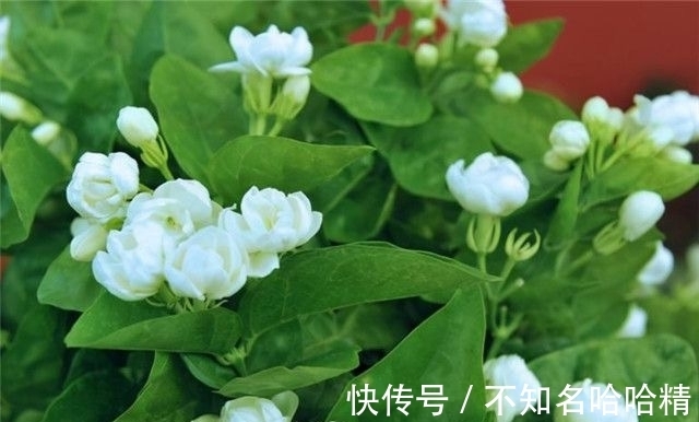 植株|4种花“欠修理”,不修不旺,剪剪花多,别舍不得