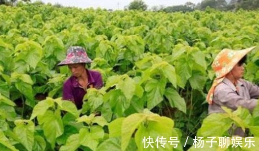 维生素p|滋补保健的好食物，女人坚持吃，保护眼睛，活血排毒，吃了身体好