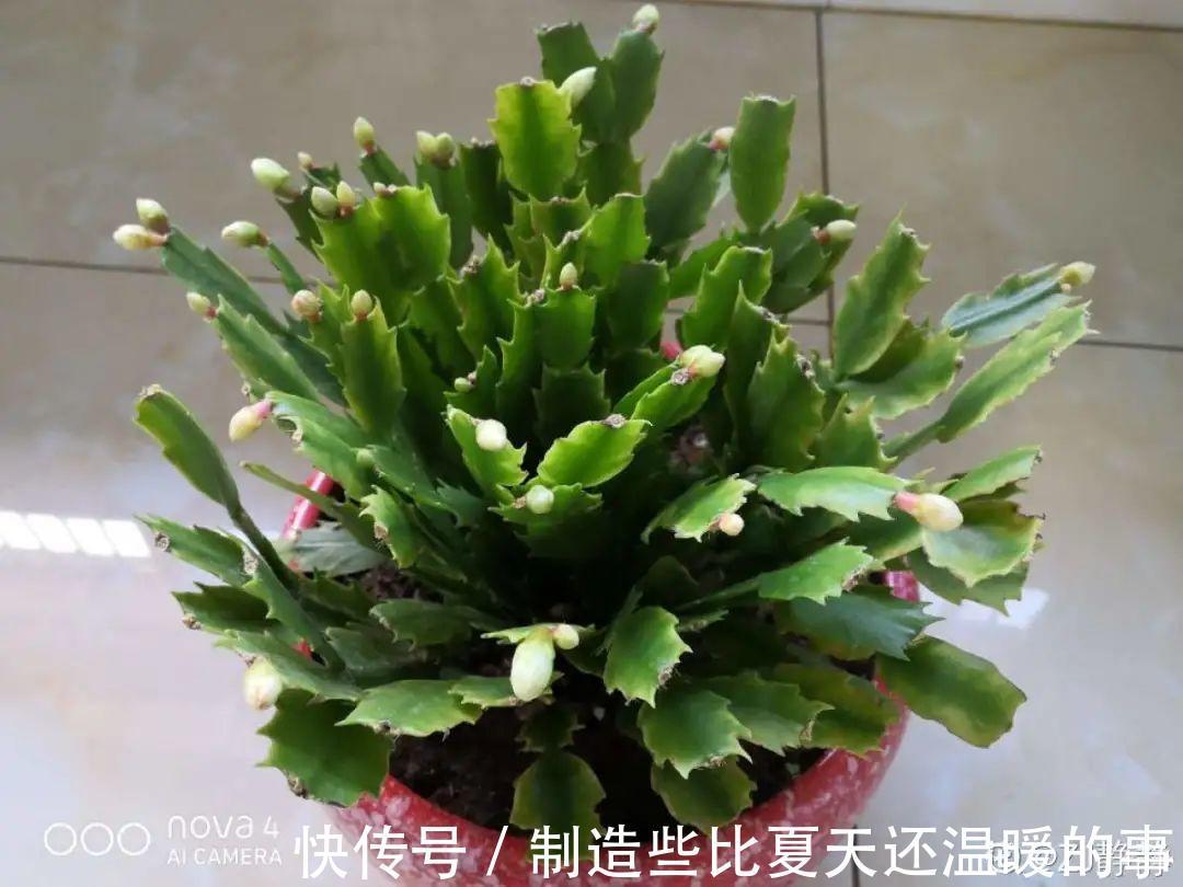 养护蟹爪兰,要注意8个要点,才能开出仙气飘飘花