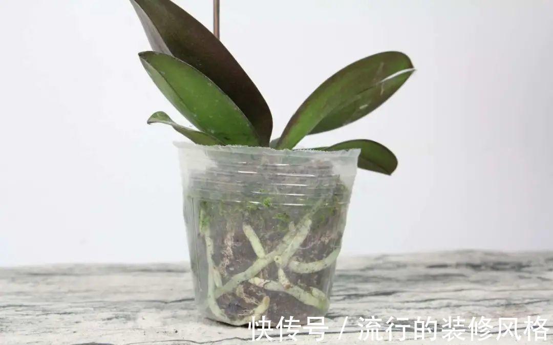 君子兰|8种花夏天不能买，买回来就死，白浪费钱