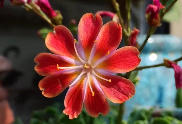 花界“新宠”，花开全年，生命力强，石头缝里“照样旺”，值得养