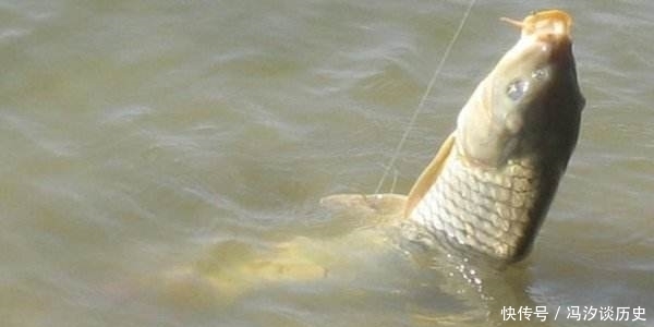 悄悄告诉你,水库钓鲤鱼唯有这钓法“够狠”,钓友:怎么现在才说