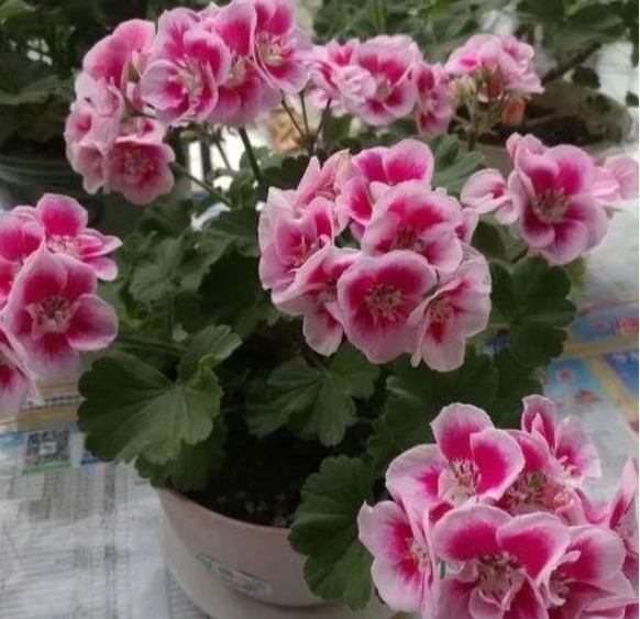 怎么养护盆栽天竺葵,学会4个小方法,一年四季都赏花,轻松爆盆