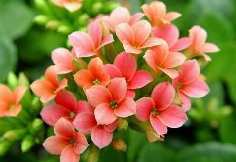 喜欢菊花,不如养盆“开花机器”夏菊,花开似瀑布,超可爱