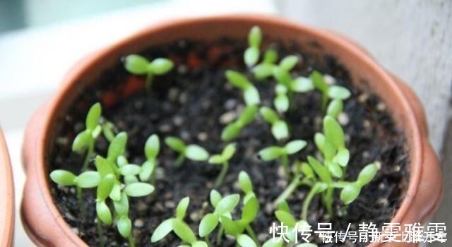 养花|养花就养1盆它，种子撒盆里，1周发芽，开花多，从春开到秋！