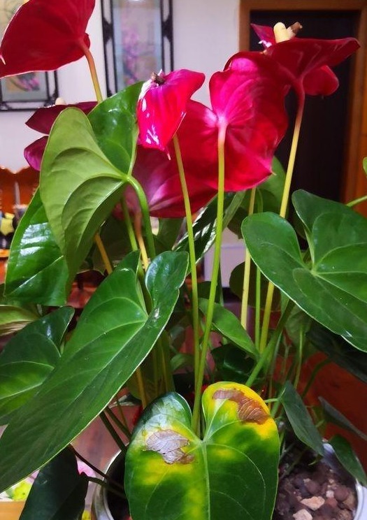 红掌黄叶不要慌,只需一步,叶子油亮如打蜡,花剑猛蹿开爆盆!