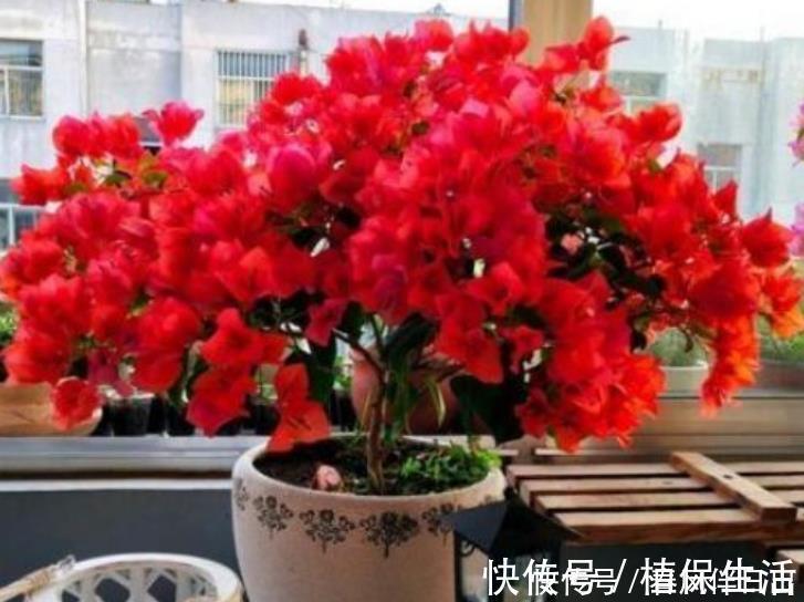 月季|居家就养此款花卉，开花大又香，开出一片花海