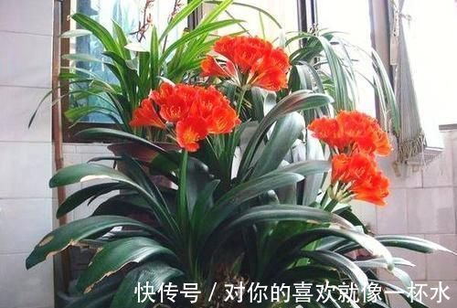 花盆|这种小东西，可是养花宝贝，盆底垫一些，不黄叶，根壮开花多！