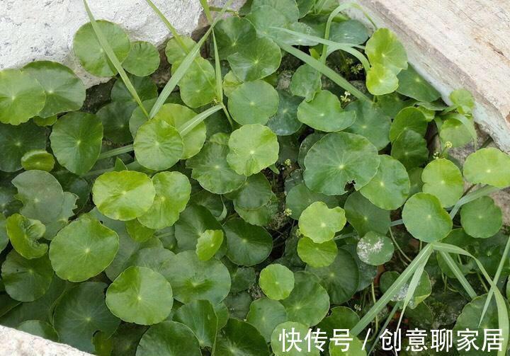 富贵竹|这七种植物天生就是富贵命，家里养一盆，招财纳福