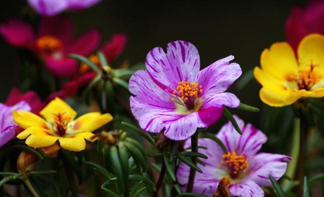 几款花卉养在家里，开花美长势旺，花期长达300天