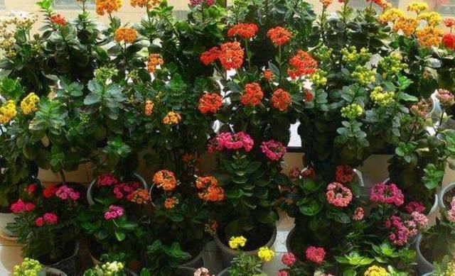 家里养3种花，不能太“勤快”，不然也是养不好“它们”