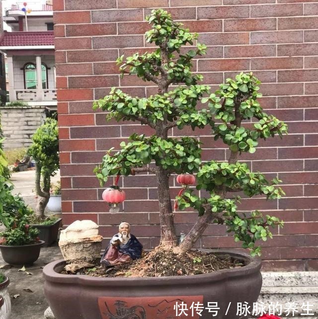 过年养盆“金枝玉叶”寓意好，盆景造型颜值高，越养越有钱！