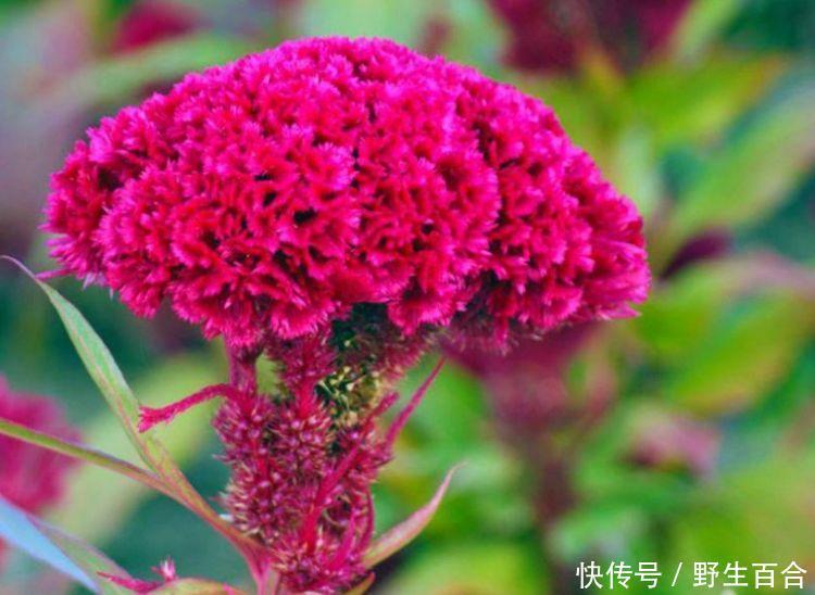 最适合新手养的几种花，家里养一盆，开花漂亮花期长，谁养谁喜欢