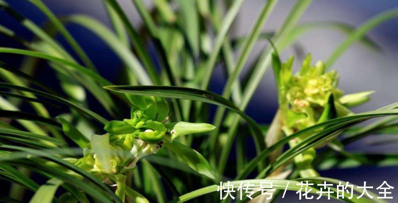 打理|窗台盆栽养国兰小技巧:这2方面到位,打理省心又效果好