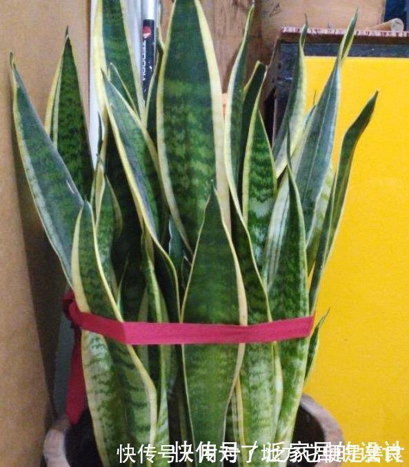 一帘幽梦|4种花最适合养卫生间,没有阳光照样疯长,除异味、美环境