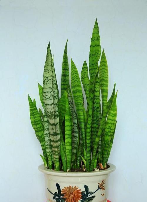 常春藤|卫生间放一盆这个花,再也没有异味了,蚊虫也不见了