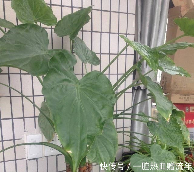 花友|室内养了“此2种花”,就等于潜伏了“有毒物质”,快搬出去!