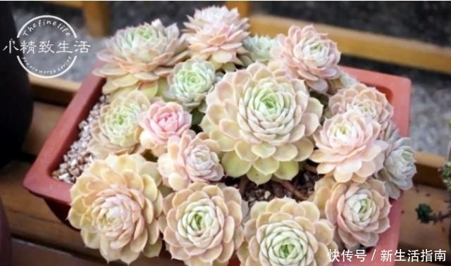 多肉植物枯叶一般是3个原因,第1个清理有惊喜,另外要注意3点!