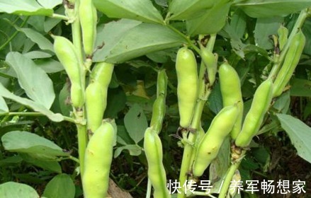 利湿|蚕豆健脾利湿、清毒解热,农民掌握种植要点,收获吃不完的蚕豆