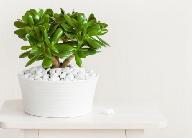 兔耳|越养越值钱的4种花,一旦把花养活财运不断,尤其第一种不好养!