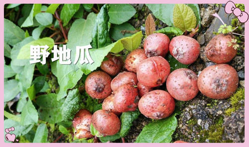 果子|小时候常吃的12种“野果子”,现在很少见了,吃过的年龄不小了