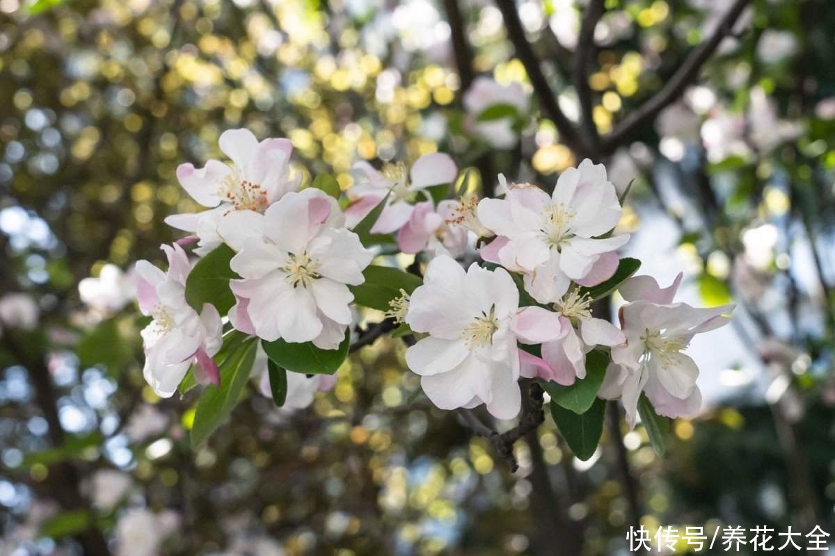 秋海棠原来有这么多品种？形态各异，既能观叶又能观花