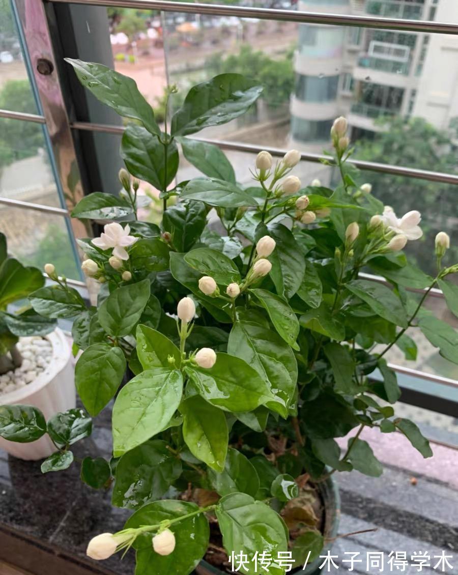 茉莉|茉莉叶子发黄,分不同的情况,对症下药,改善叶子发黄问题!