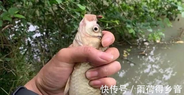 伏天热,大鲫鱼只认这尿性饵,莫忽视,用过的人绝非等闲之辈!