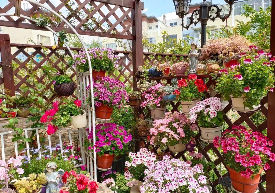 养花技巧:大冬天,她家的小院开满200盆花,全家人过年围着看!