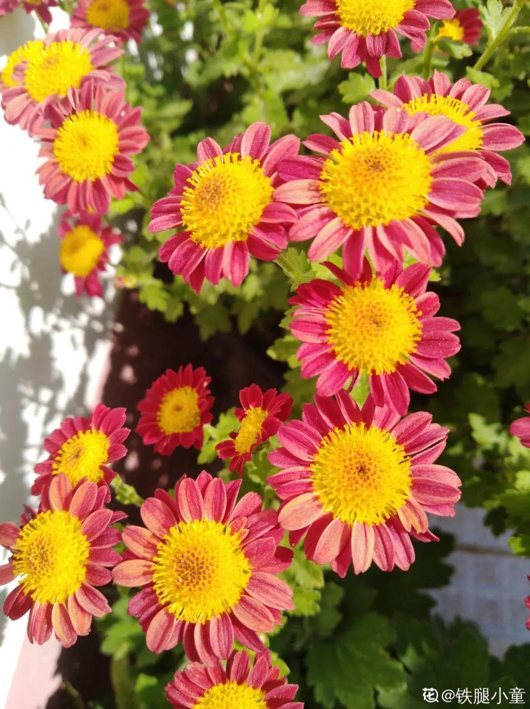 折腾不死的25种花,咋养都爆盆,家里必须养!