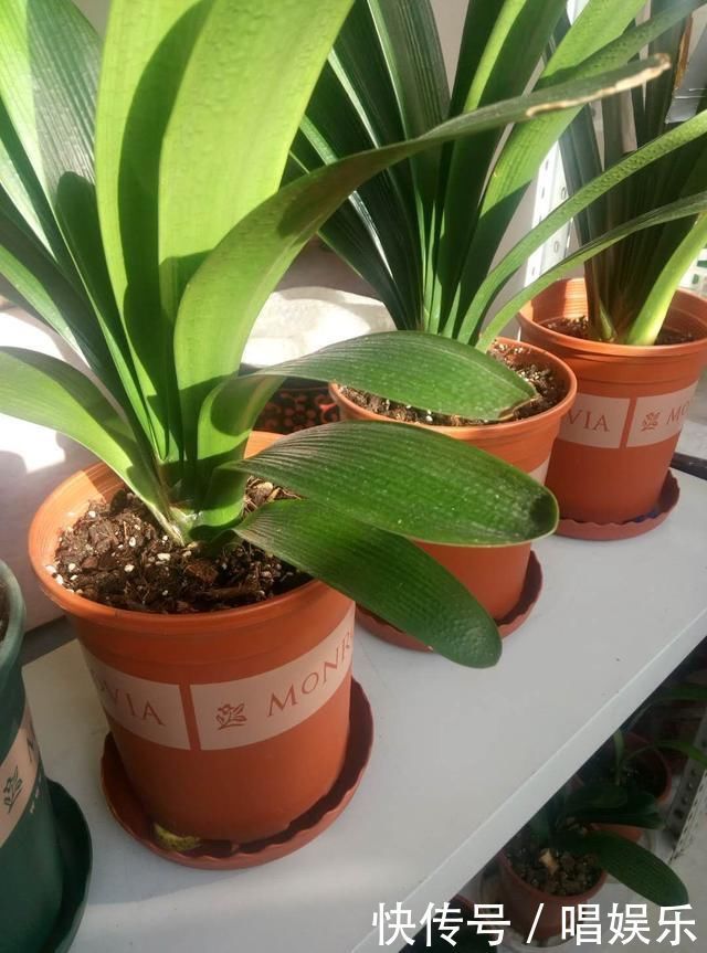 1盆君子兰,春天一处理“变10盆”,家里阳台摆满了