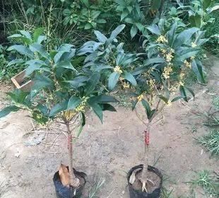 路边“3种树”,见了掰个枝,插盆就生根,做成盆景,寓意吉祥