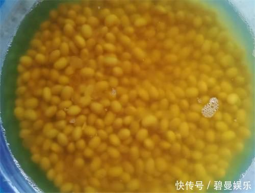 养花|养君子兰,在盆里下“猛料”,叶绿根肥,年年开花收不住