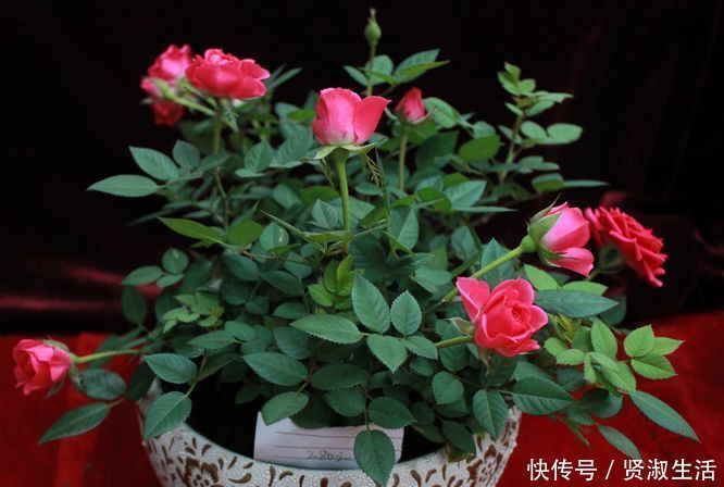 花期超长的10种花,养一盆全年都有花看