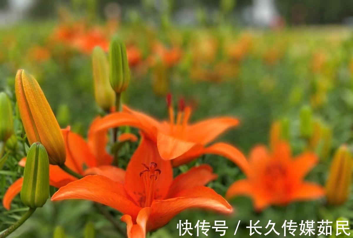 百合花|沈阳沈水湾公园:又美又仙百合花海