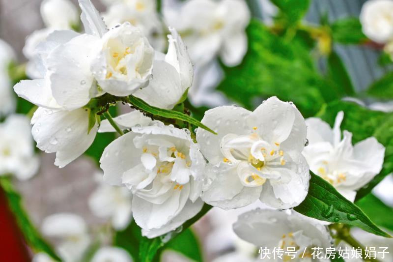 茉莉花养好有技巧,做好几点,花开雪白赛珍珠