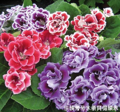 叶绿花艳|此款耐阴花，家里采光弱也能养，花期长达半年，一朵能开20天！