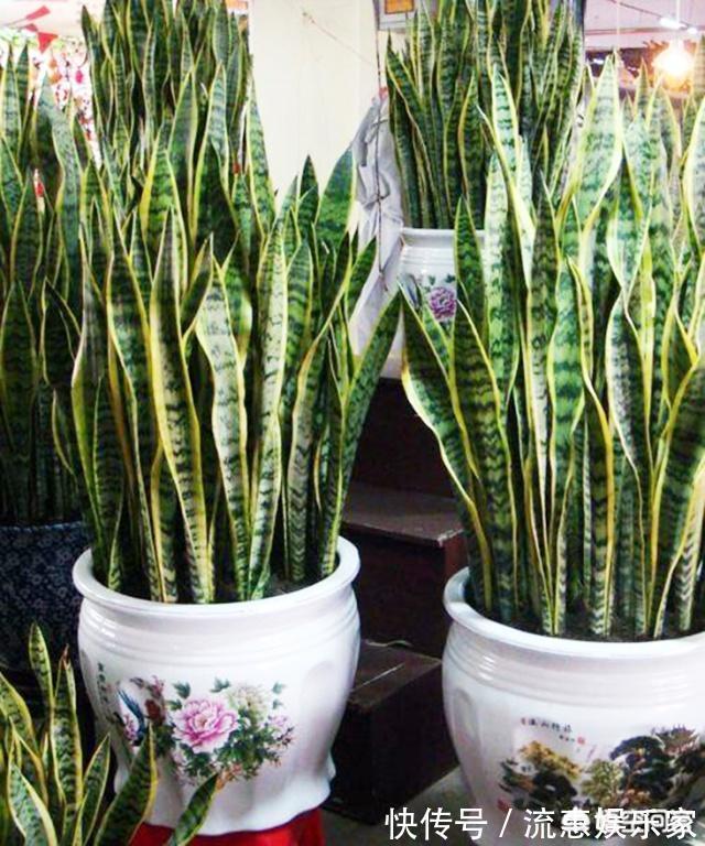 肥养|养虎皮兰,就4个“特区”,一窜一米高,盆盆爆满