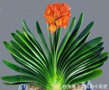 花盆|君子兰有什么花语和寓意，她又该怎么换盆呢？