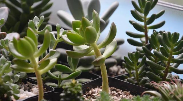 翻倍|徒长的多肉植物是个宝,别嫌弃,用上3个小方法,身价翻倍