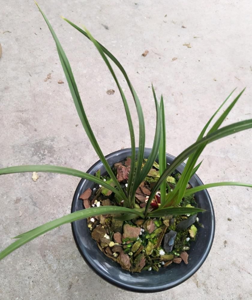 兰花|养兰花要定时换盆,脱盆、修剪、上盆及养护,每步都有注意事项