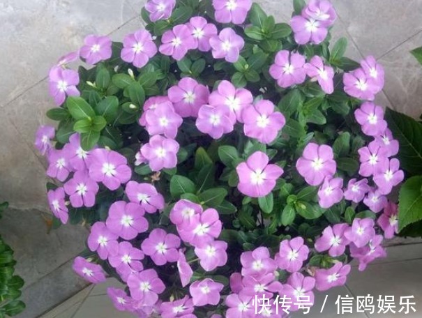 植株|养花要“摘心”，摘完越养越好，来年长得“旺”，枝繁叶茂花期长