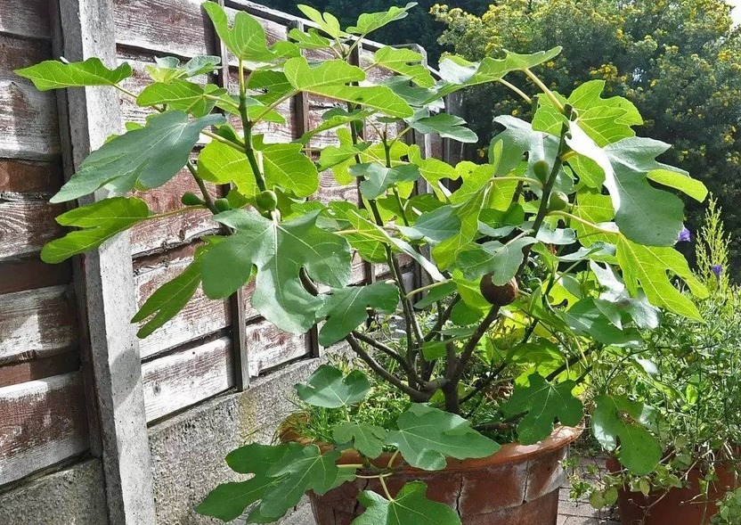 百香果|养花不如养果树系列盆栽这3款，观赏和品尝，一举两得
