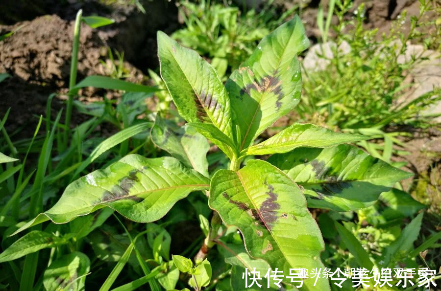 酸模叶蓼|乡下常见一种叶片有花纹的野草,营养丰富,可食用,也可药用!