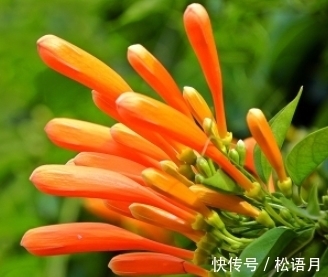 长得像葡萄一样,枝头挂满小鞭炮,请重视