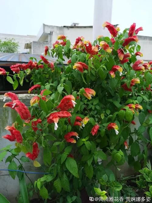 10种“稀罕花”，连名字都认不全，竟然拼命掏钱买