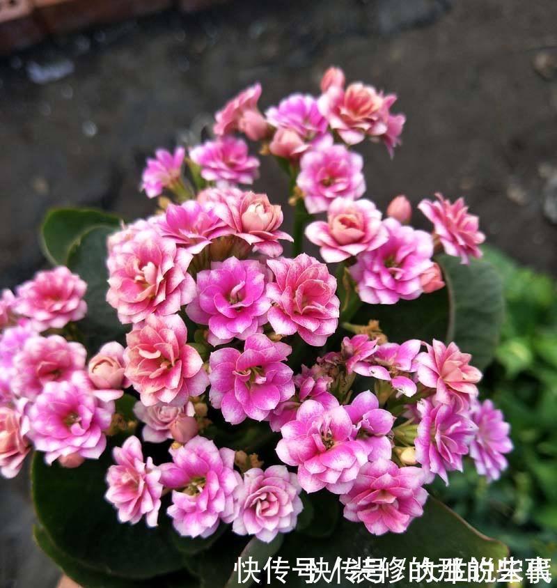 让长寿花开花，做好“两点”，叶子又绿又壮，花苞多开花快